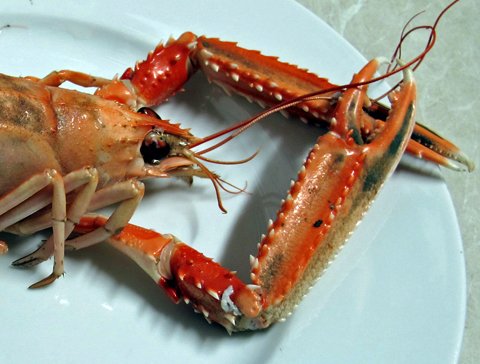 Nephrops Norvegicus = Scampi = Norsk sjøkreps